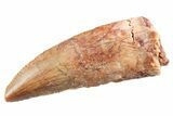 Serrated Raptor Tooth - Real Dinosaur Tooth #364820-1